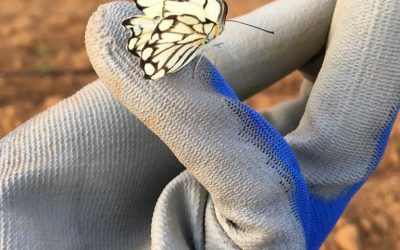 Butterflies can be a Warning Signal