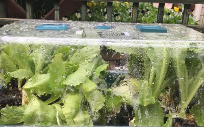 Hydroponics, the Future of Farming